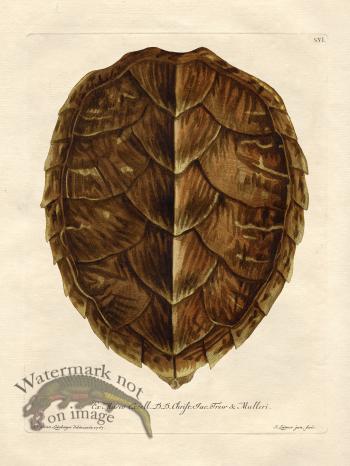 Trew Turtle Shell 06